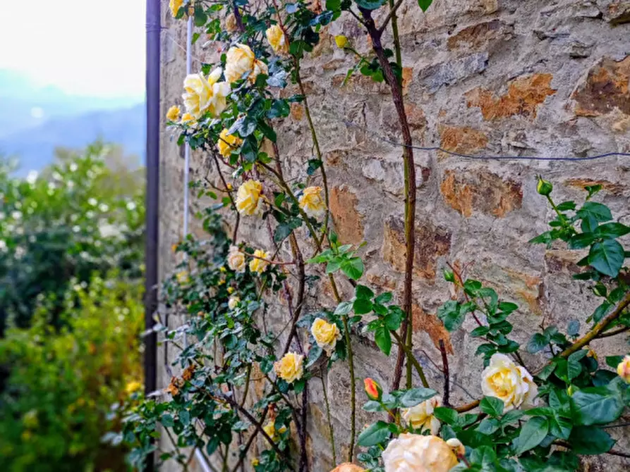 Immagine 26 di Rustico / casale in vendita  in Località Castiglioni a Rufina