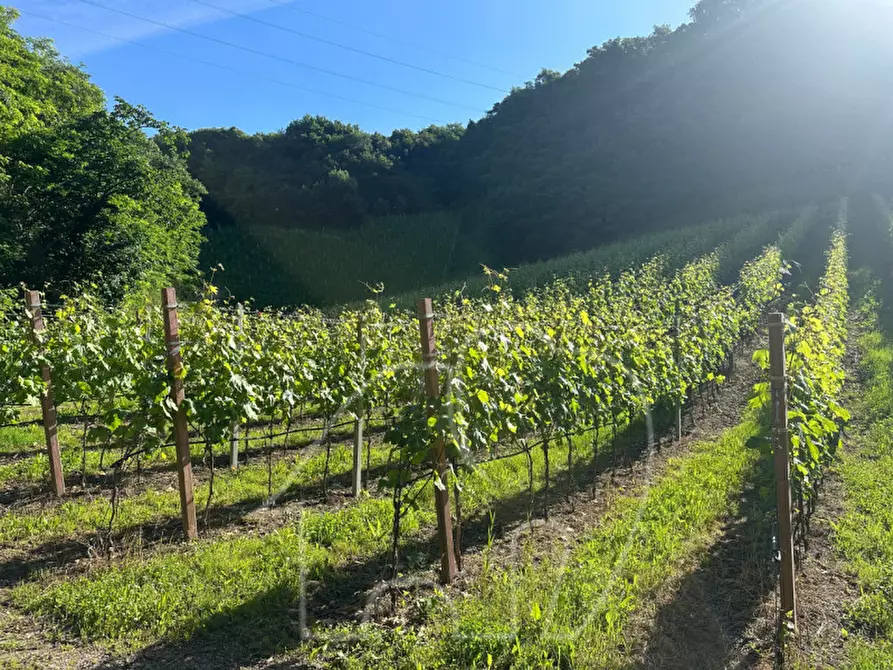 Immagine 4 di Terreno in vendita  a Appiano Sulla Strada Del Vino .Eppan An Der.