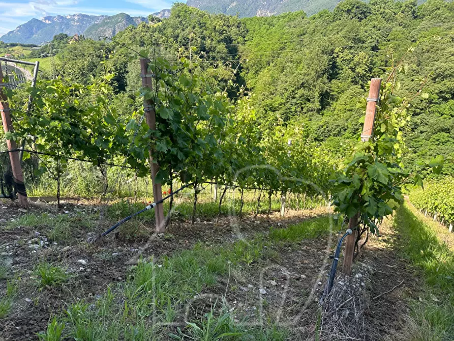 Immagine 5 di Terreno in vendita  a Appiano Sulla Strada Del Vino .Eppan An Der.