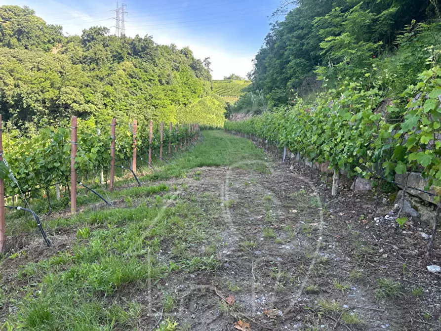 Immagine 6 di Terreno in vendita  a Appiano Sulla Strada Del Vino .Eppan An Der.