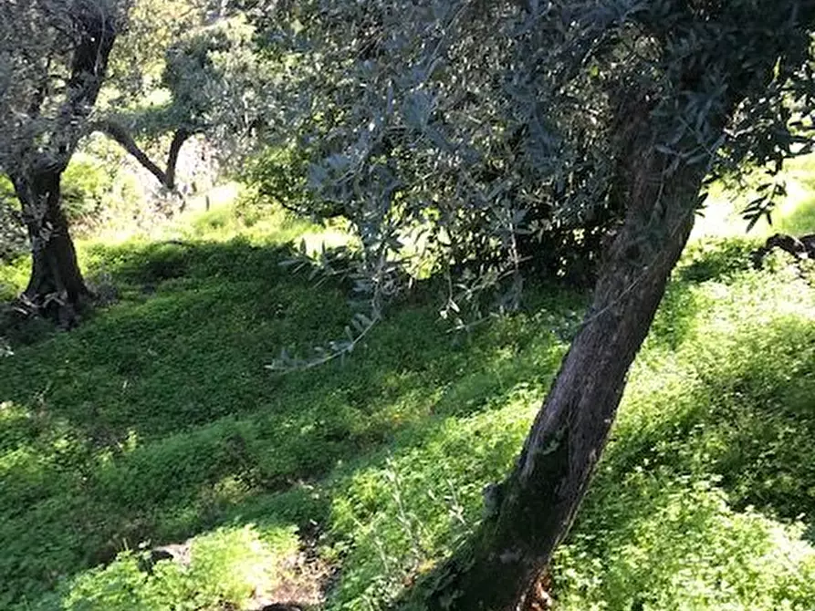 Immagine 3 di Terreno in vendita  in Santa Venerina a Santa Venerina