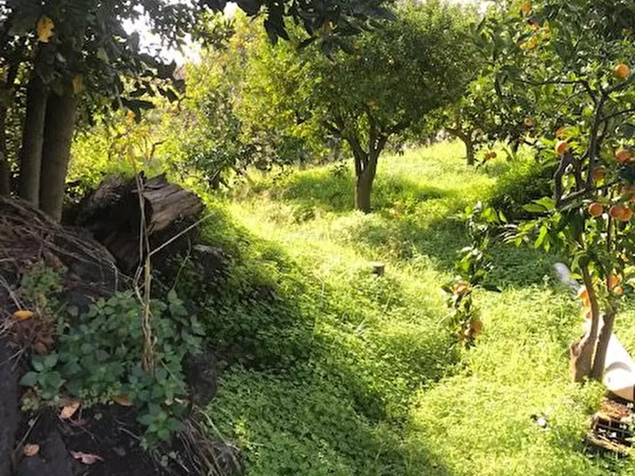 Immagine 4 di Terreno in vendita  in Santa Venerina a Santa Venerina