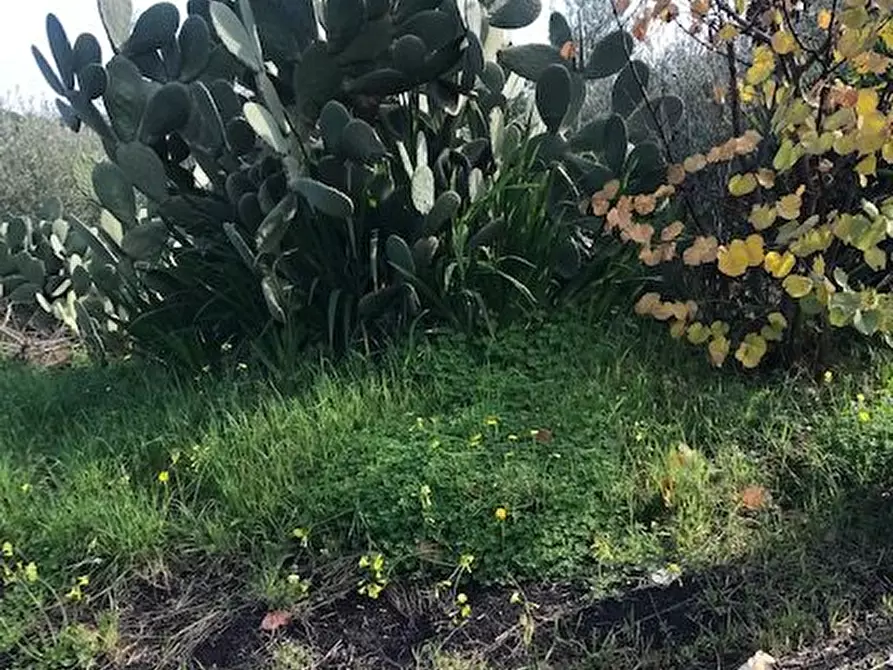 Immagine 14 di Terreno in vendita  in Santa Venerina a Santa Venerina