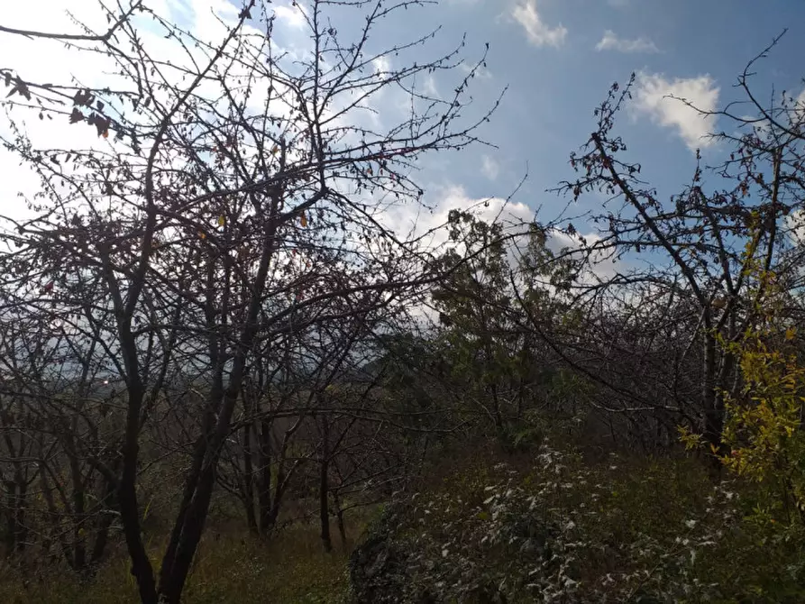 Immagine 8 di Terreno in vendita  in Via Taverna, 23 a Mascali