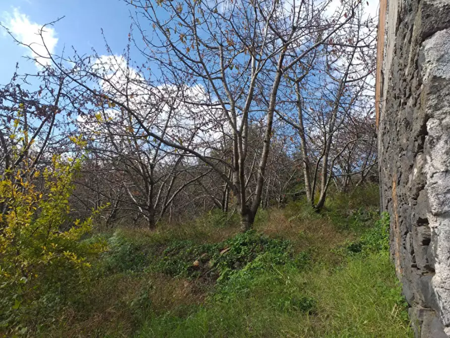 Immagine 9 di Terreno in vendita  in Via Taverna, 23 a Mascali