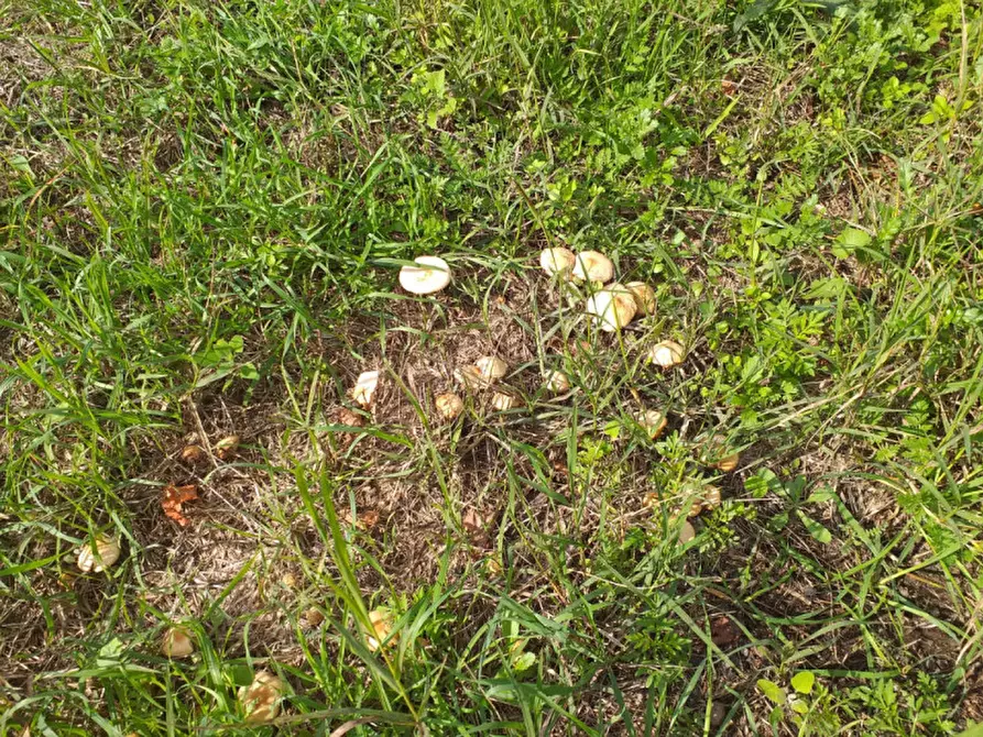 Immagine 14 di Terreno in vendita  in Via Taverna, 23 a Mascali