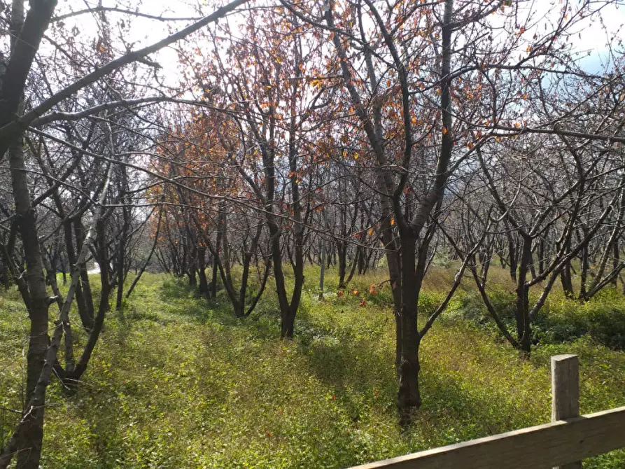 Immagine 16 di Terreno in vendita  in Via Taverna, 23 a Mascali