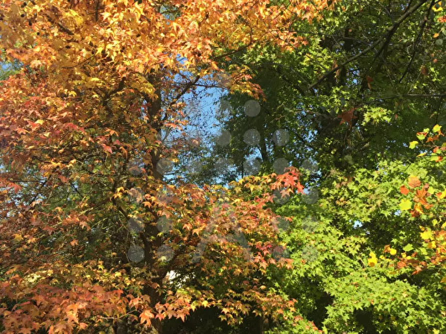 Immagine 80 di Casa bifamiliare in vendita  in Via Selve a Teolo