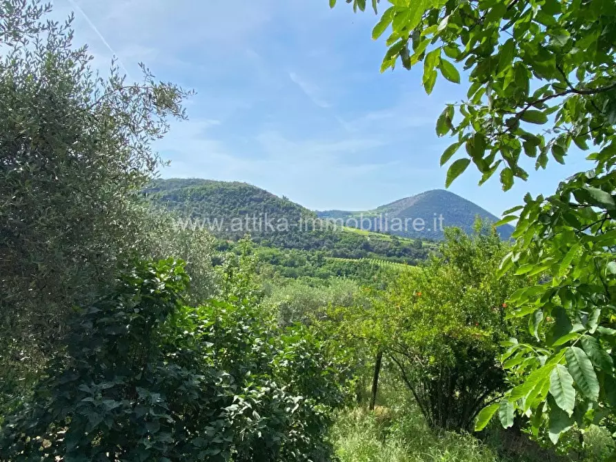 Immagine 2 di Rustico / casale in vendita  in Via Forestana a Cinto Euganeo