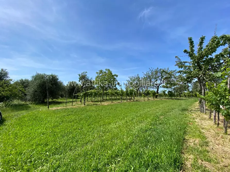 Immagine 10 di Rustico / casale in vendita  in Via Forestana a Cinto Euganeo