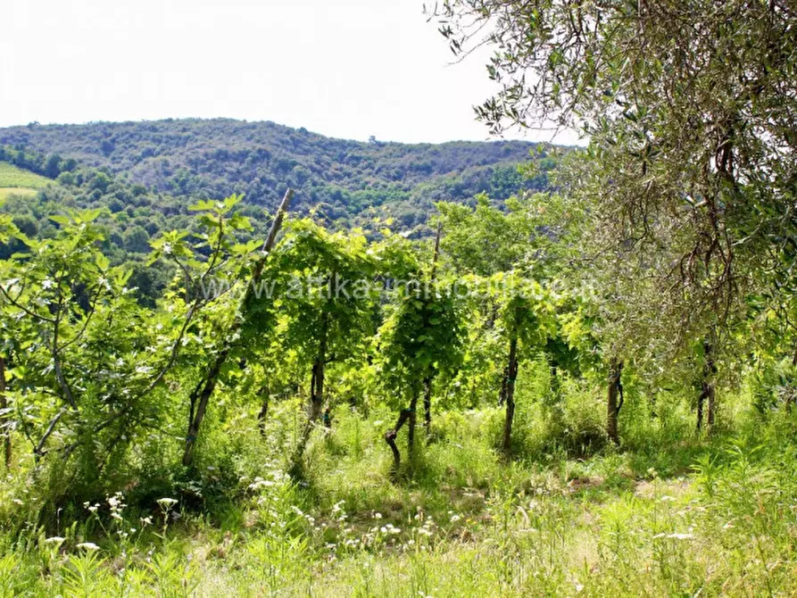 Immagine 12 di Rustico / casale in vendita  in Via Forestana a Cinto Euganeo