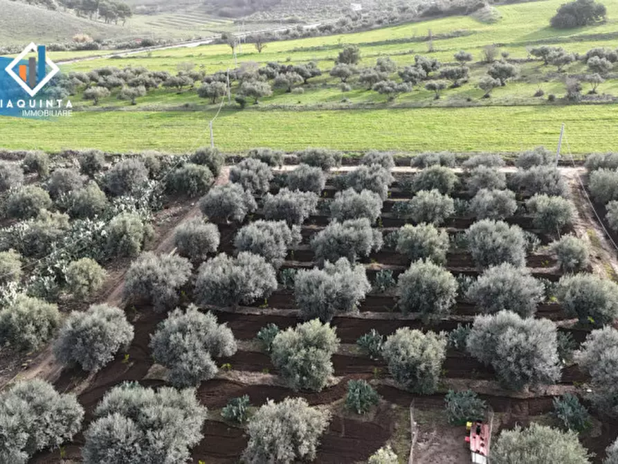 Immagine 3 di Terreno in vendita  in c.da Francello snc a Militello In Val Di Catania