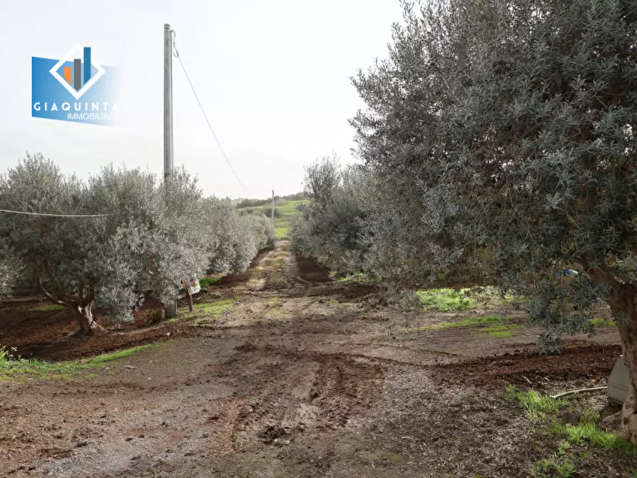 Immagine 4 di Terreno in vendita  in c.da Francello snc a Militello In Val Di Catania