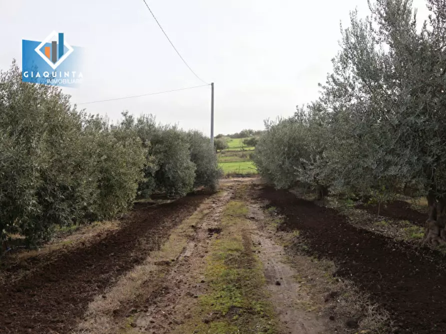 Immagine 5 di Terreno in vendita  in c.da Francello snc a Militello In Val Di Catania