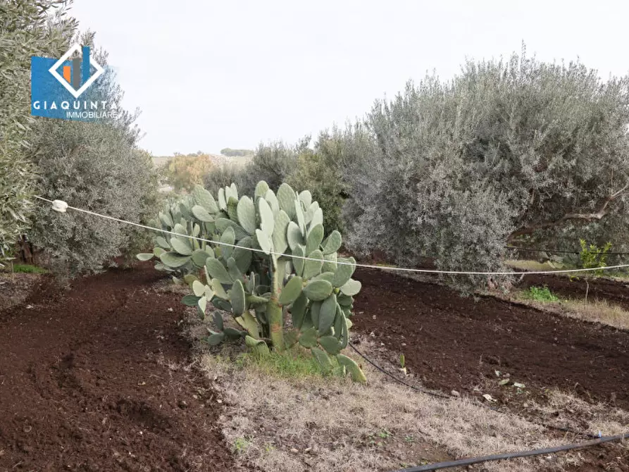 Immagine 7 di Terreno in vendita  in c.da Francello snc a Militello In Val Di Catania