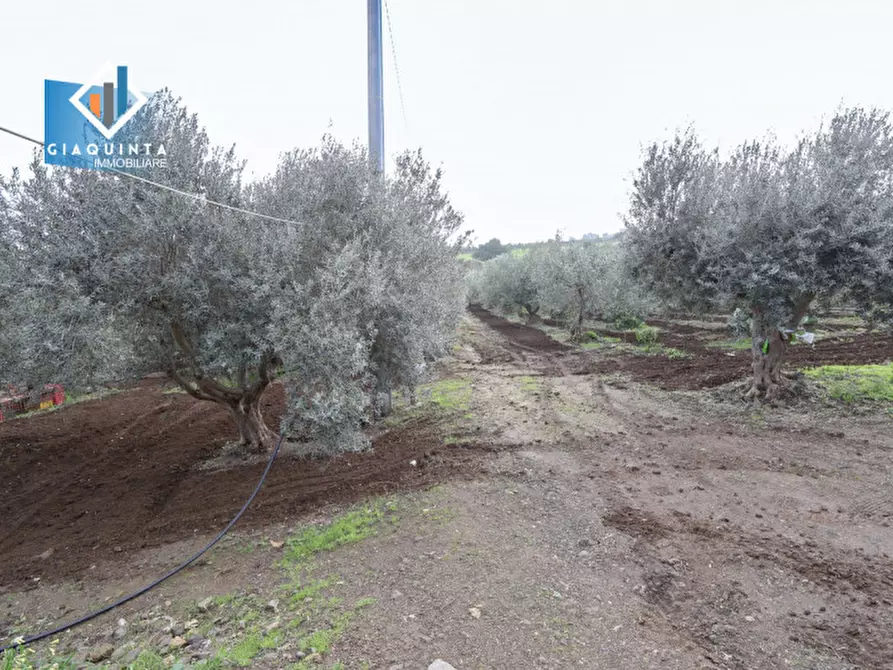Immagine 21 di Terreno in vendita  in c.da Francello snc a Militello In Val Di Catania