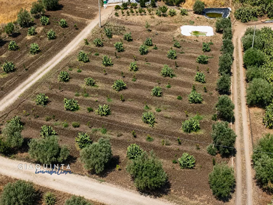 Immagine 29 di Terreno in vendita  in c.da Francello snc a Militello In Val Di Catania