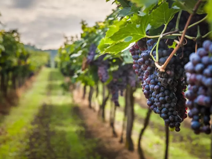 Immagine 12 di Palazzo in vendita  in SOLFERINO PIAZZA CASTELLO a Solferino