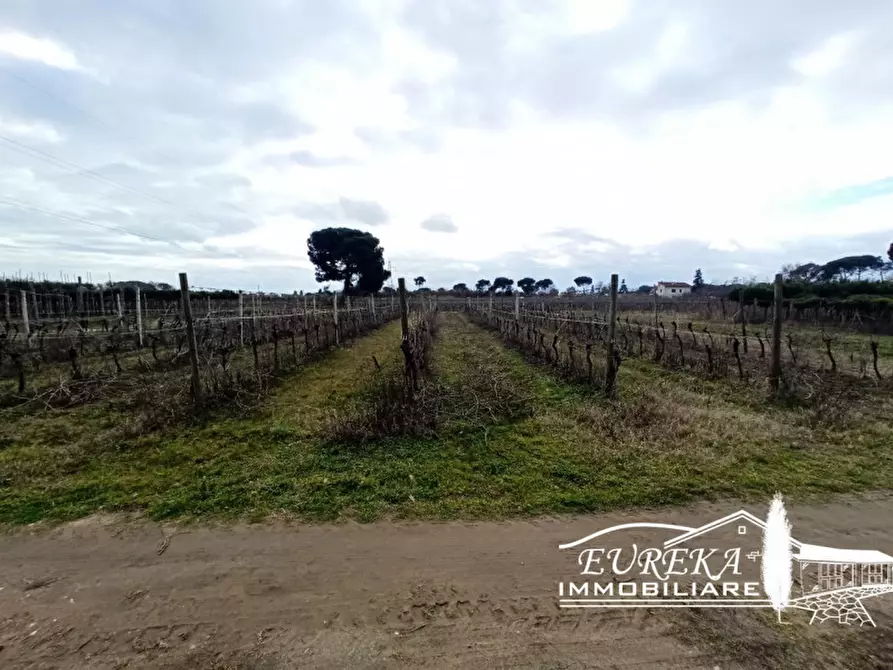 Immagine 2 di Terreno in vendita  in Via Bertoni a Castiglione Del Lago