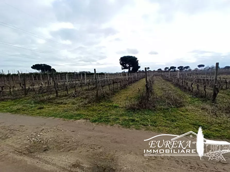 Immagine 3 di Terreno in vendita  in Via Bertoni a Castiglione Del Lago