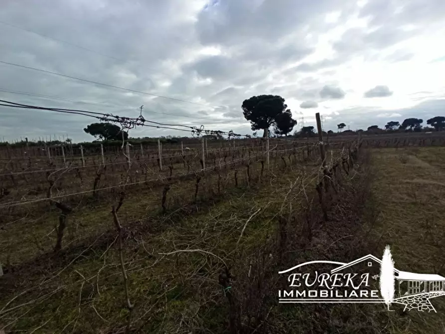 Immagine 6 di Terreno in vendita  in Via Bertoni a Castiglione Del Lago