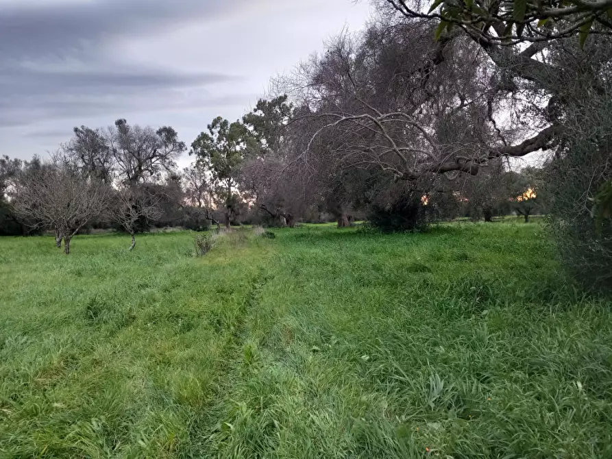 Immagine 17 di Rustico / casale in vendita  in C.da Natalicchio a Ceglie Messapico