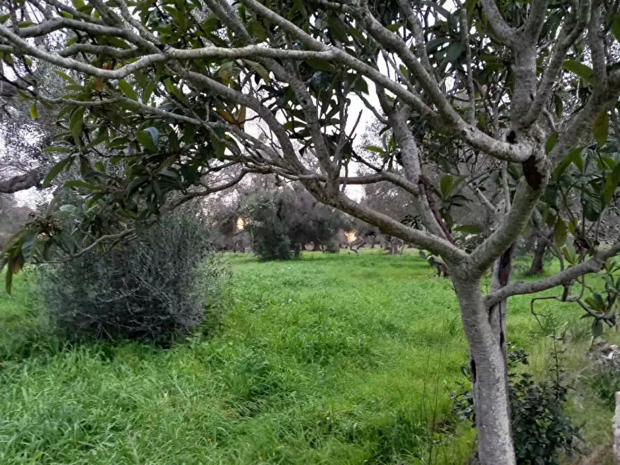Immagine 19 di Rustico / casale in vendita  in C.da Natalicchio a Ceglie Messapico