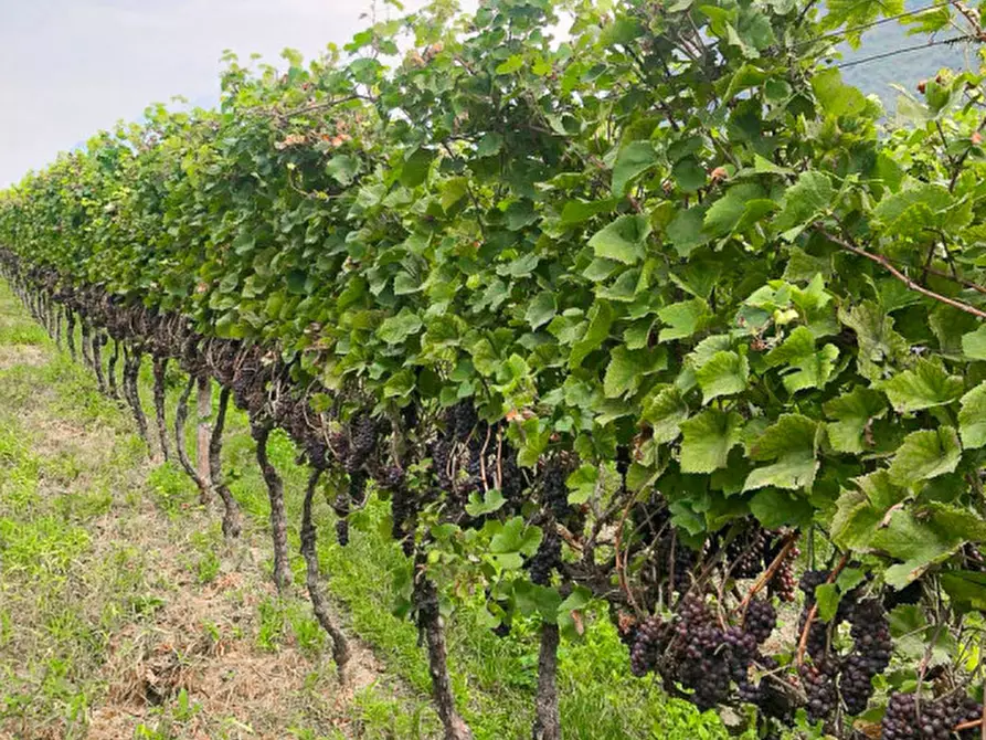 Immagine 1 di Terreno in vendita  in sorni a Mezzocorona