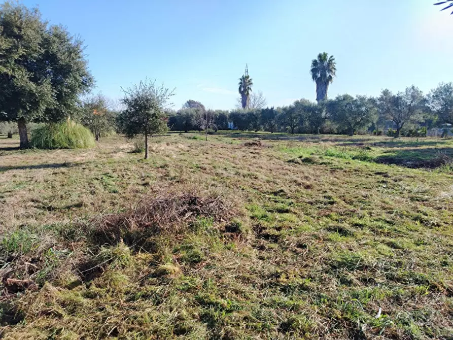 Immagine 3 di Terreno in vendita  in VIA AMILCARE CIPRIANI a Anzio