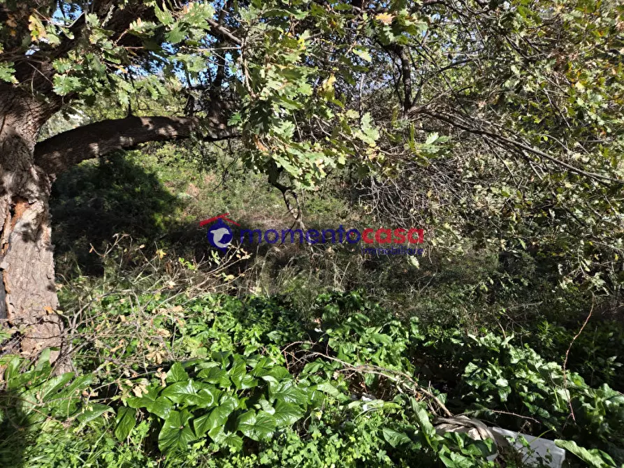 Immagine 5 di Terreno in vendita  in medina a Reggio Di Calabria