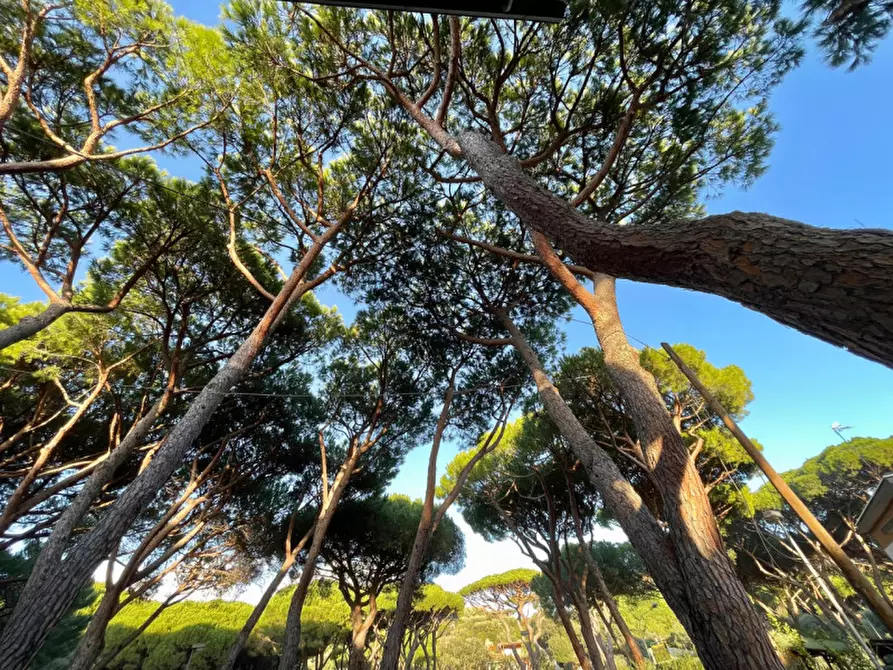 Immagine 25 di Appartamento in vendita  a Castiglione Della Pescaia