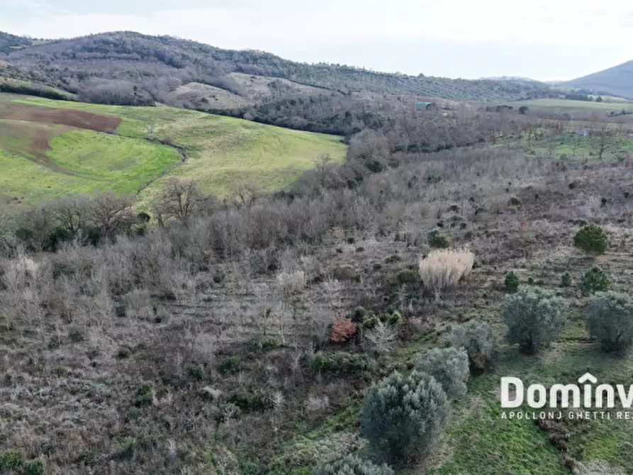 Immagine 15 di Rustico / casale in vendita  in Strada Capalbio Pescia Fiorentina a Capalbio