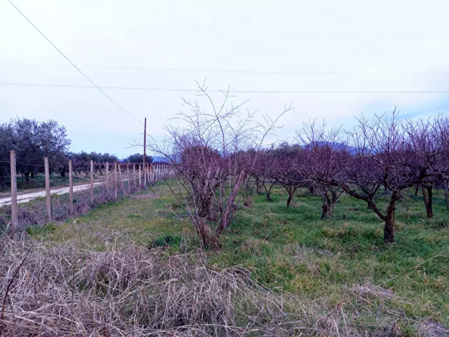 Immagine 4 di Rustico / casale in vendita  in Via Leccino Località Polledrara a Montelibretti