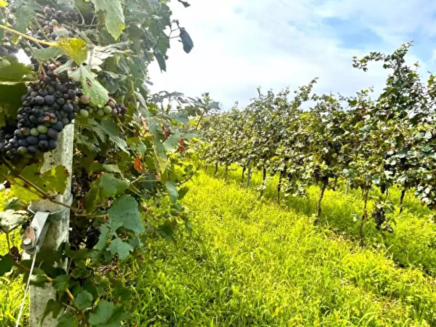 Immagine 6 di Rustico / casale in vendita  in Strada delle cave a Breganze