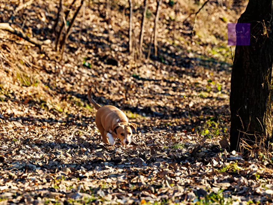 Immagine 4 di Casa indipendente in vendita  a Montegrotto Terme