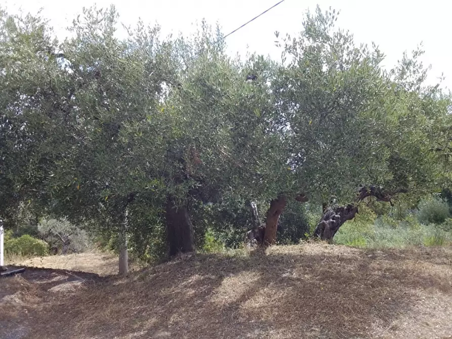 Immagine 12 di Casa indipendente in vendita  in via fratelli bandiera snc a Teana