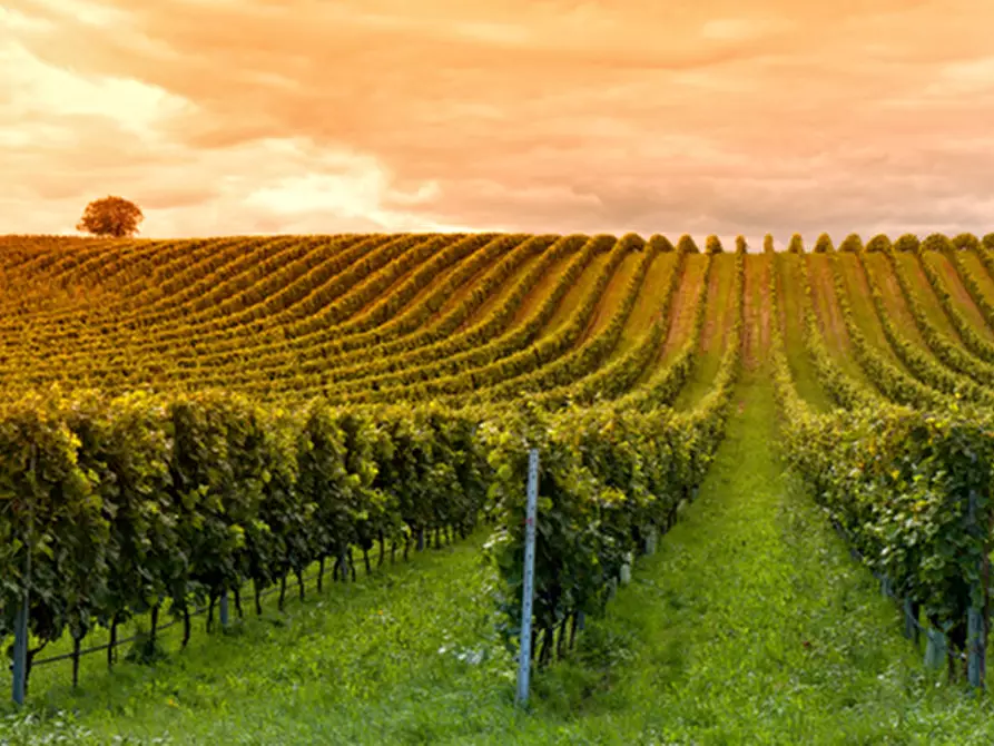 Immagine 2 di Terreno in vendita  in Via Roma a Monteforte D'alpone