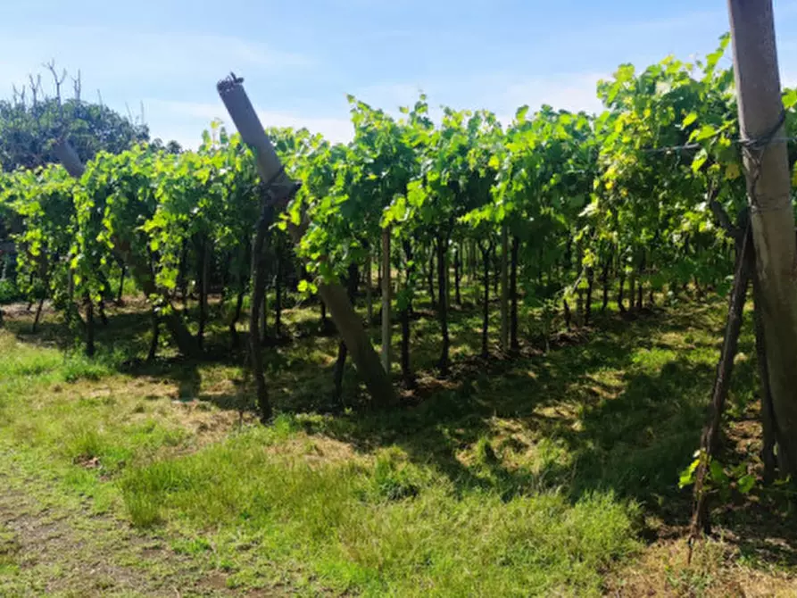 Immagine 9 di Terreno in vendita  in Via Roma a Monteforte D'alpone