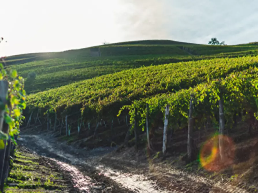 Immagine 12 di Terreno in vendita  in Via Roma a Monteforte D'alpone