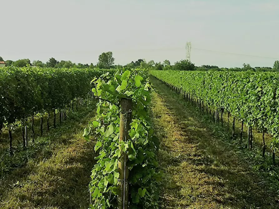 Immagine 13 di Terreno in vendita  in Via Roma a Monteforte D'alpone