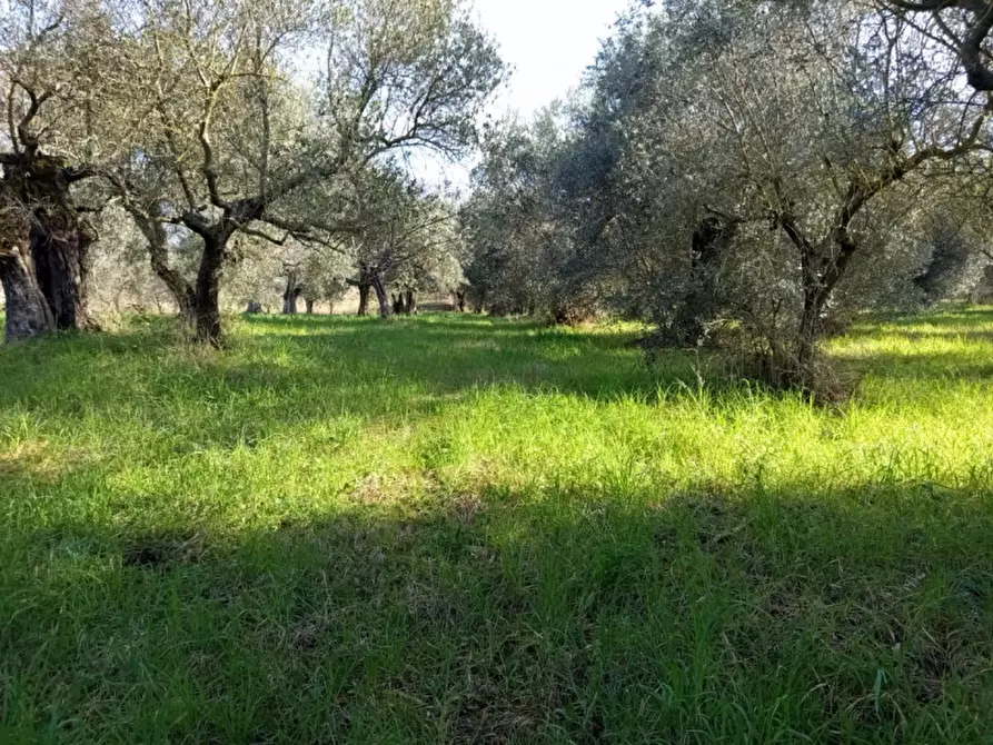 Immagine 2 di Terreno in vendita  in Via Beato Tommaso da Cori a Palombara Sabina