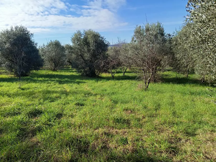Immagine 5 di Terreno in vendita  in Via Beato Tommaso da Cori a Palombara Sabina