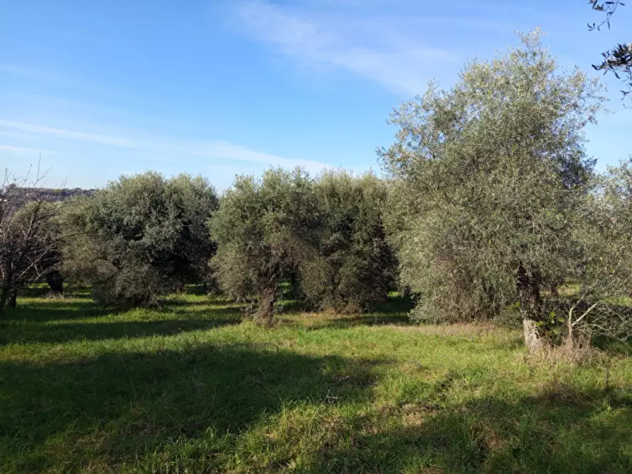 Immagine 6 di Terreno in vendita  in Via Beato Tommaso da Cori a Palombara Sabina