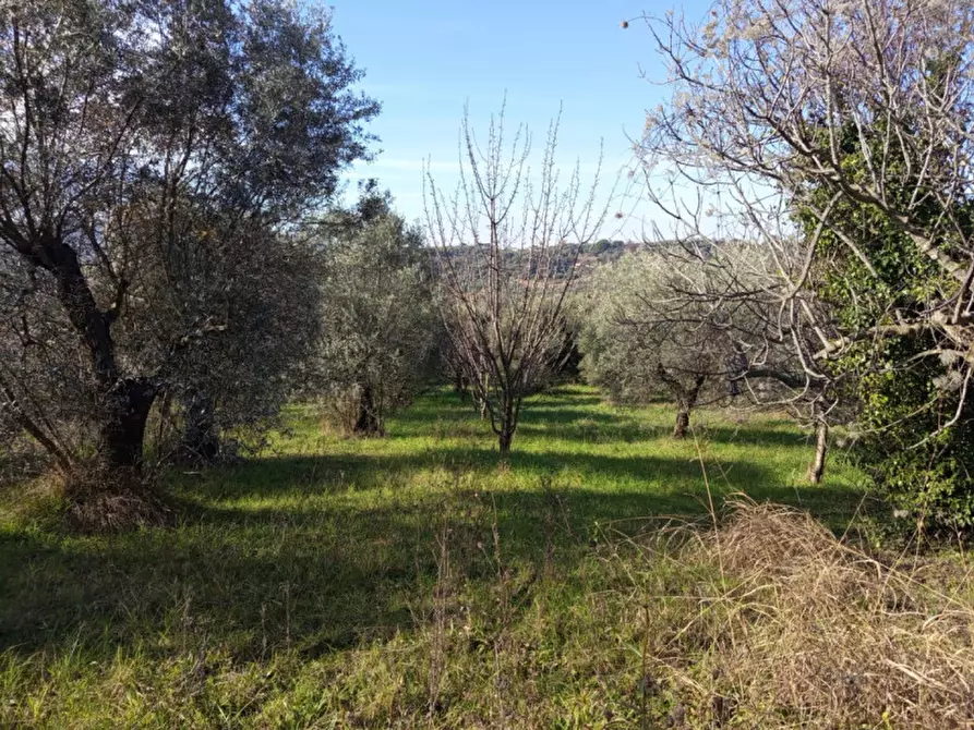 Immagine 7 di Terreno in vendita  in Via Beato Tommaso da Cori a Palombara Sabina