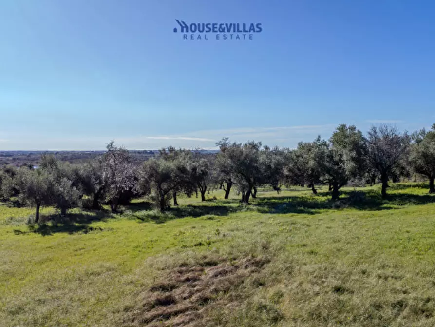 Immagine 3 di Villa in vendita  in vendicari noto a Noto