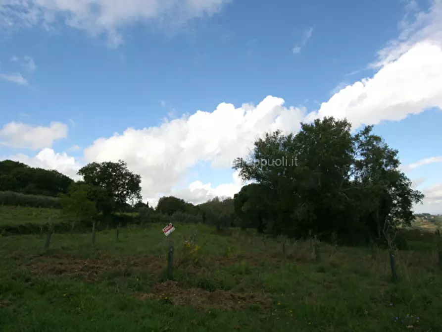 Immagine 5 di Terreno in vendita  a Montepulciano
