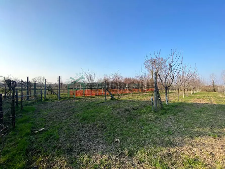 Immagine 4 di Casa indipendente in vendita  in Via Piazza S. Marco a Boschi Sant'anna