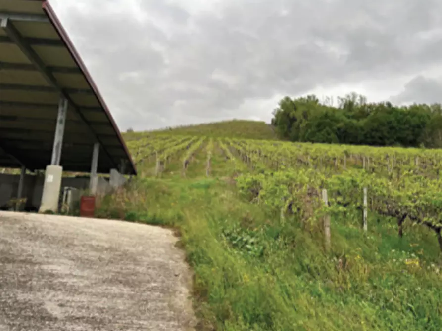 Immagine 1 di Terreno in vendita  in Via Rive Zacchi a Cappella Maggiore
