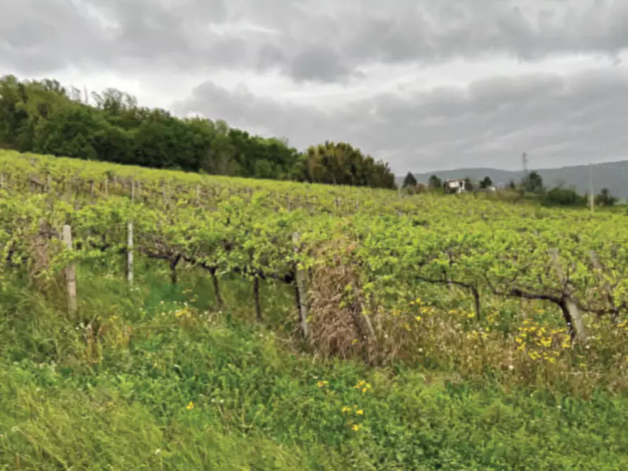 Immagine 4 di Terreno in vendita  in Via Rive Zacchi a Cappella Maggiore