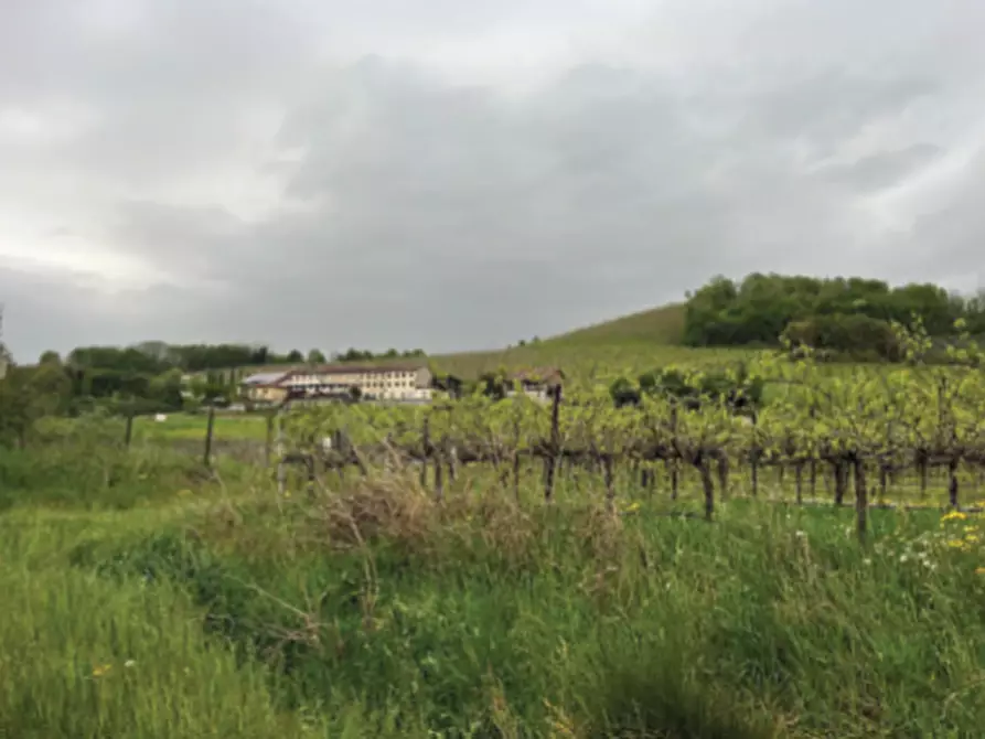 Immagine 2 di Terreno in vendita  in Via Prà da Forno a Cappella Maggiore
